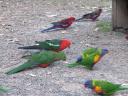 Birds