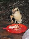 Kookaburra