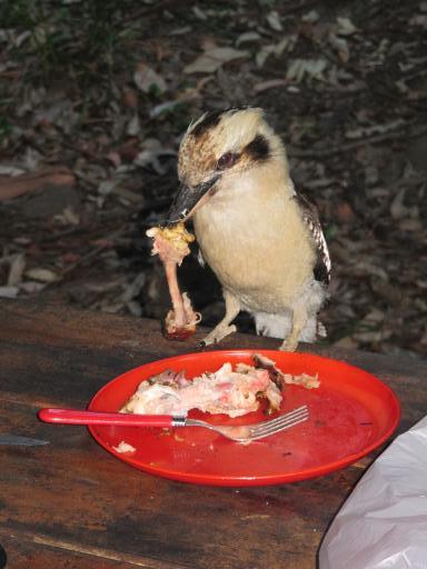 Kookaburra