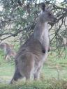 Skippy