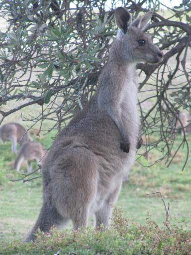 Skippy
