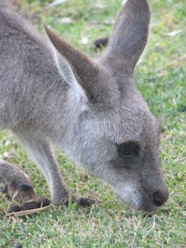 Skippy