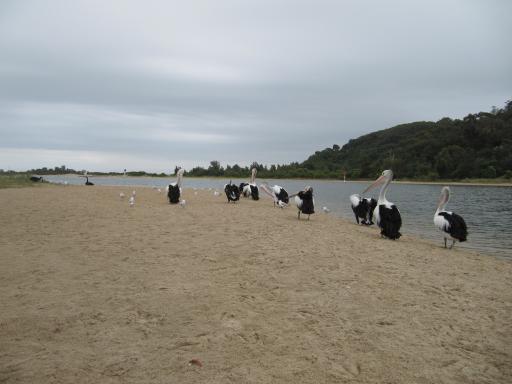 Pelicans