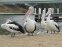 Pelicans