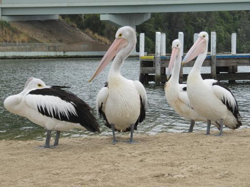 Pelicans