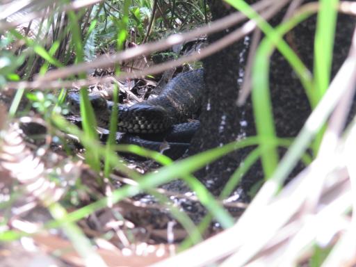 Snake