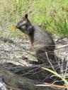 Wallabie