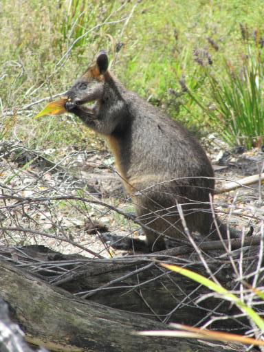 Wallabie