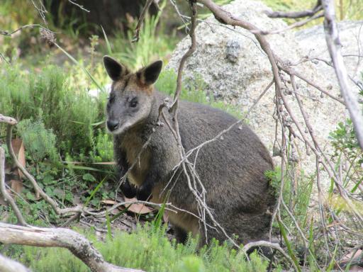 Wallabie