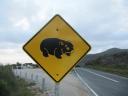 Overstekende wombats