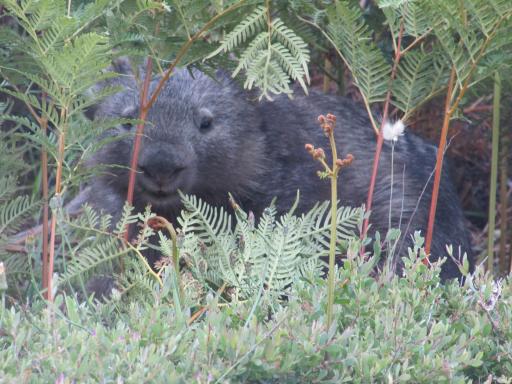 Wombat