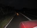 Almost Roadkill