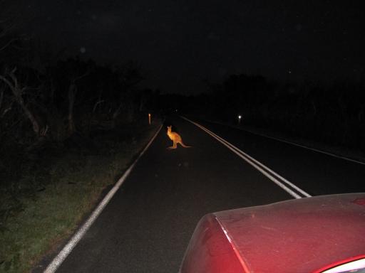 Almost Roadkill