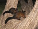 Opossums