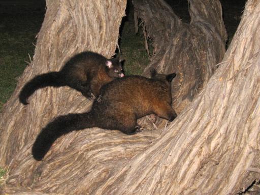 Opossums