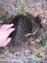 Echidna