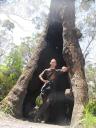 Big tree