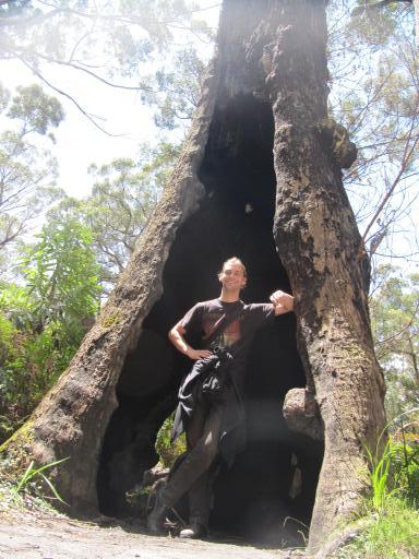 Big tree