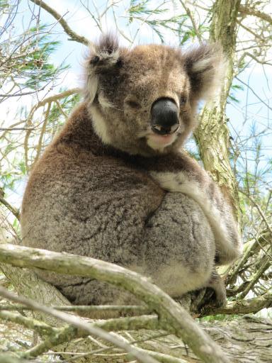 Koala