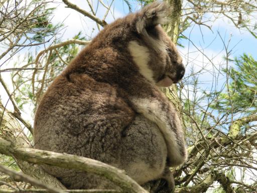 Koala