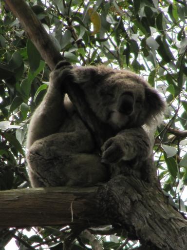 Koala