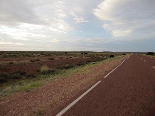 Koeien op de weg