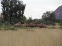 Camels