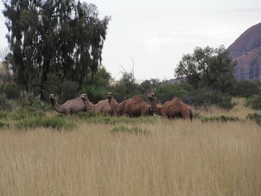 Camels