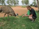 Emu Feeding
