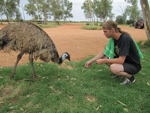 Emu Feeding