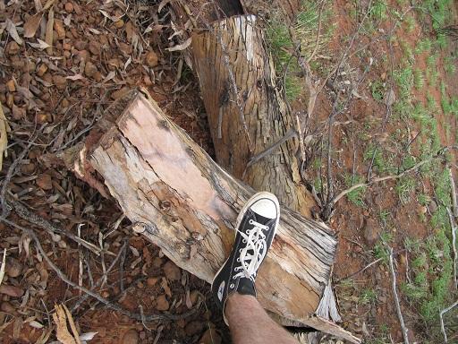 De boom waar Mel met succes doorheen is gereden