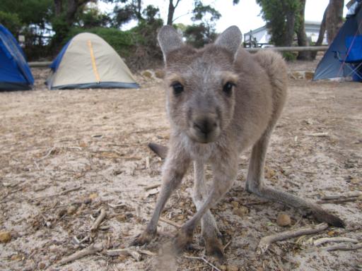 Kangoeroe