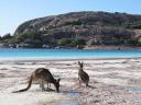 Kangoeroes on the beach