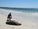 Sammy the Seal