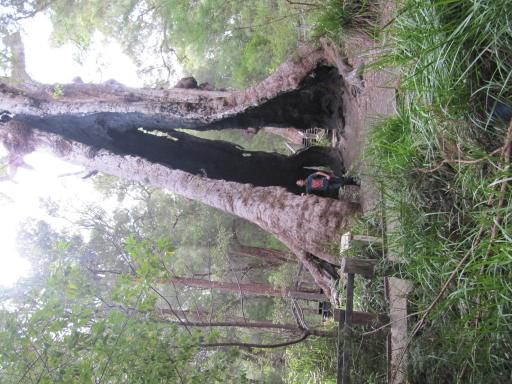 Giant tree