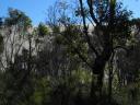 Hidden behind the trees....