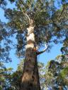 Gloucester Tree