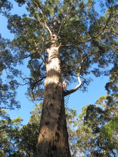 Gloucester Tree