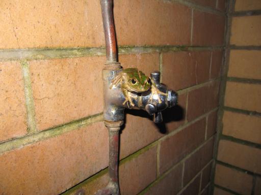 Frog