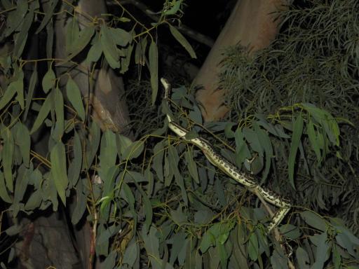 Snake