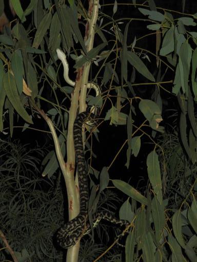 Snake