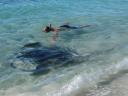 stingray