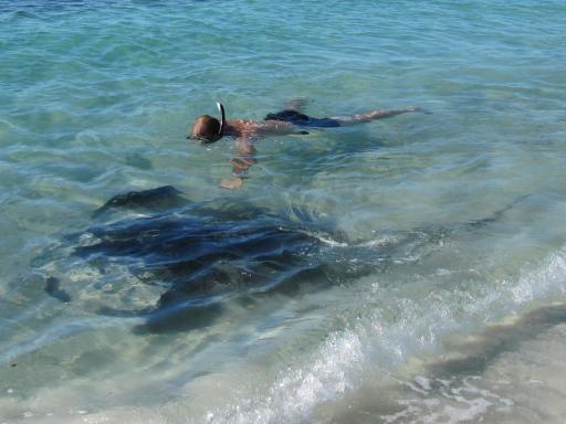 stingray