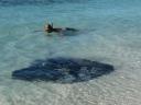 Stingray