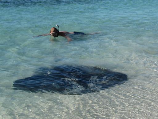 Stingray