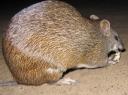 Bandicoot
