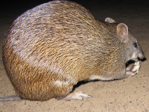 Bandicoot