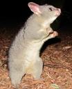Possum