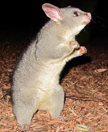 Possum