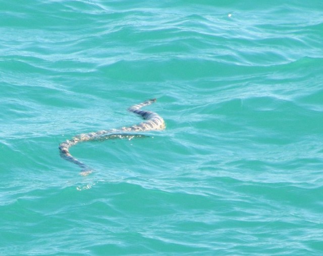05 Snake